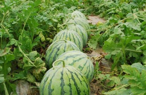 莱州大瓜爆料视频最新,惊人内幕曝光，真相令人震惊！  第1张