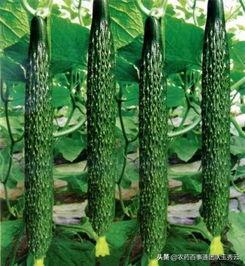 黄瓜农药爆料方法视频大全,教你轻松识别农药残留  第3张